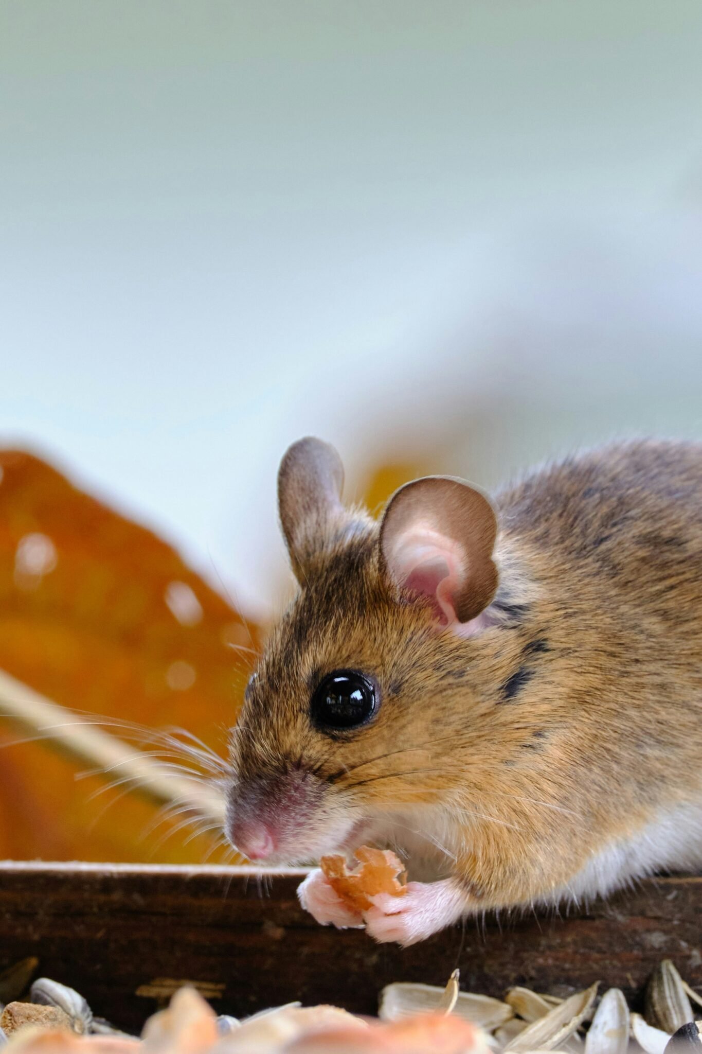 Mice Control Services 1 marcus ganahl ngbQ2aRMYYQ unsplash