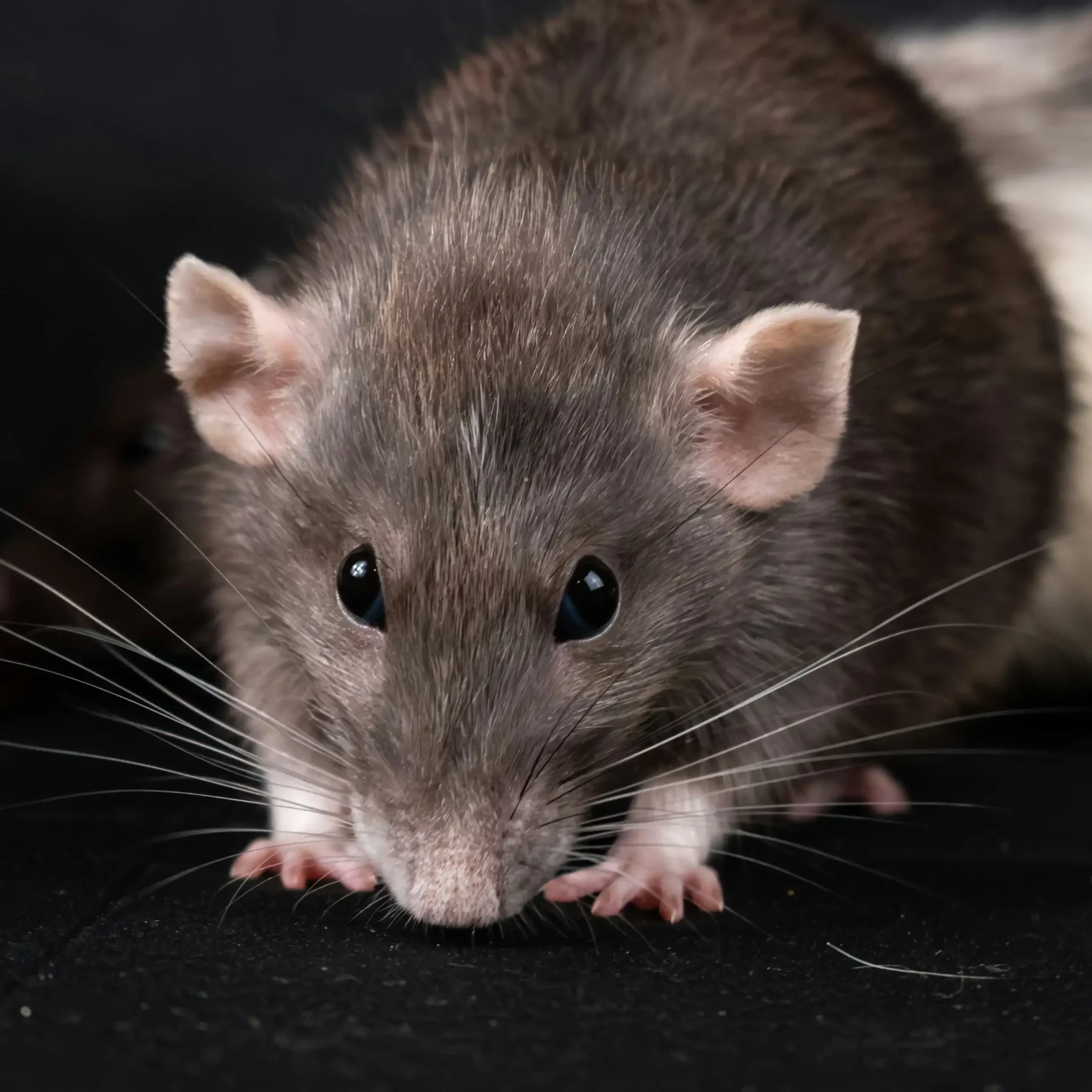 Home Page 1 best rodent control granite bay